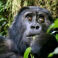 Gorilla Trekking