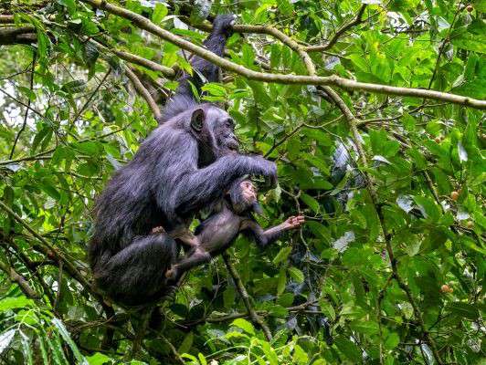 Schimpanse im Kibale Nationalpark