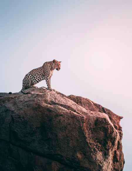 Gepard im Krüger Nationalpark