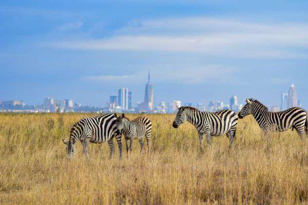 Nairobi Nationalpark in Kenia