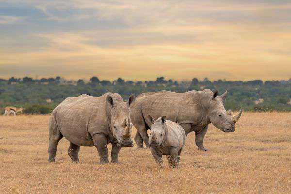 Ol Pejeta in Kenia