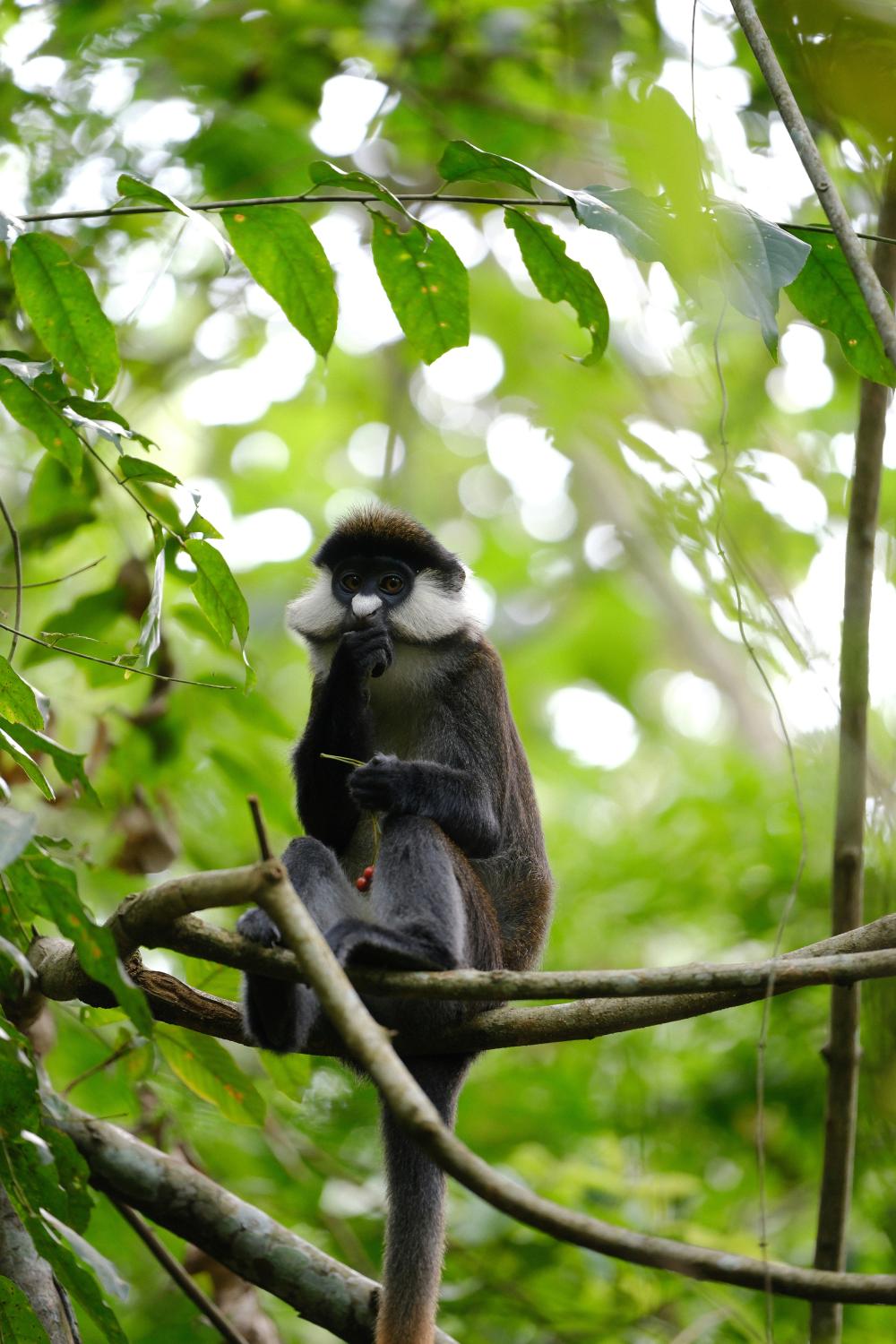 Affe sitzt auf einem Ast