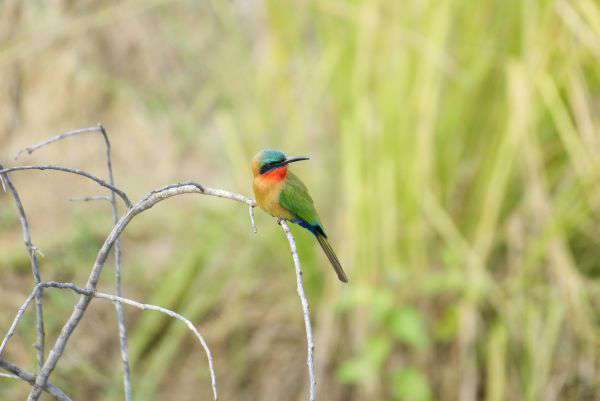 Vogelbeobachtung im Murchison Falls Nationalpark