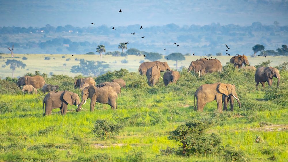 Elefantenherde im Murchison Falls Nationalpark
