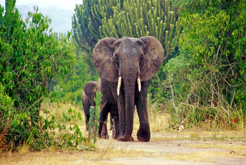 Elefant im Queen Elizabeth Nationalpark