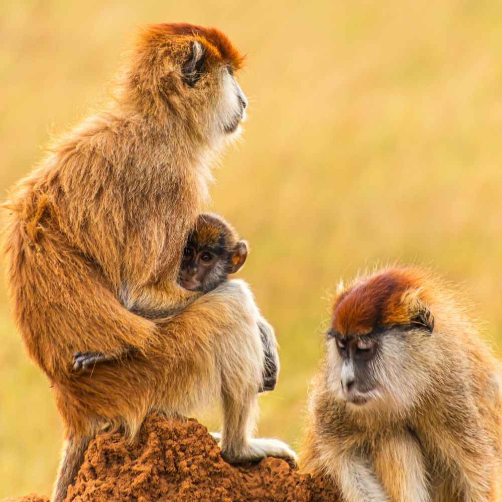 Affenbaby bei Mutter