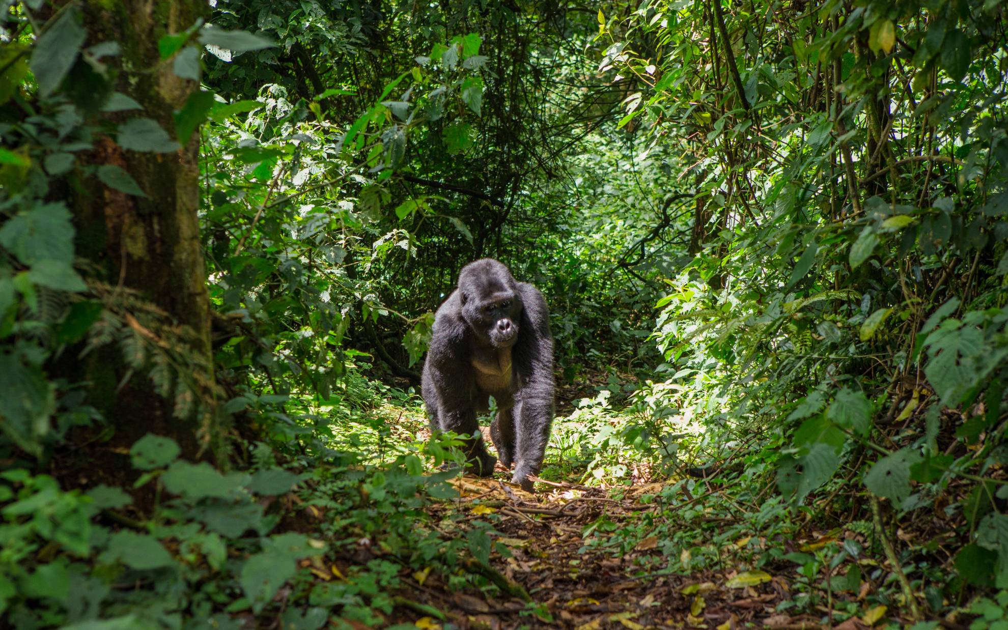 Gorilla im Bwindi Impenetrable Nationalpark