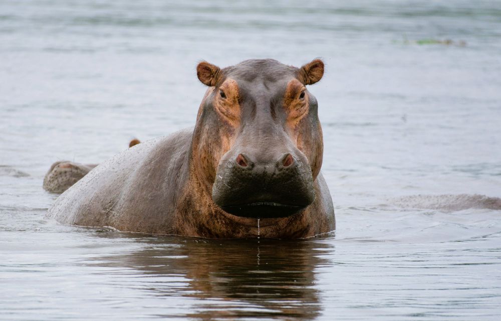 Hippo im Queen Elizabeth Nationalpark