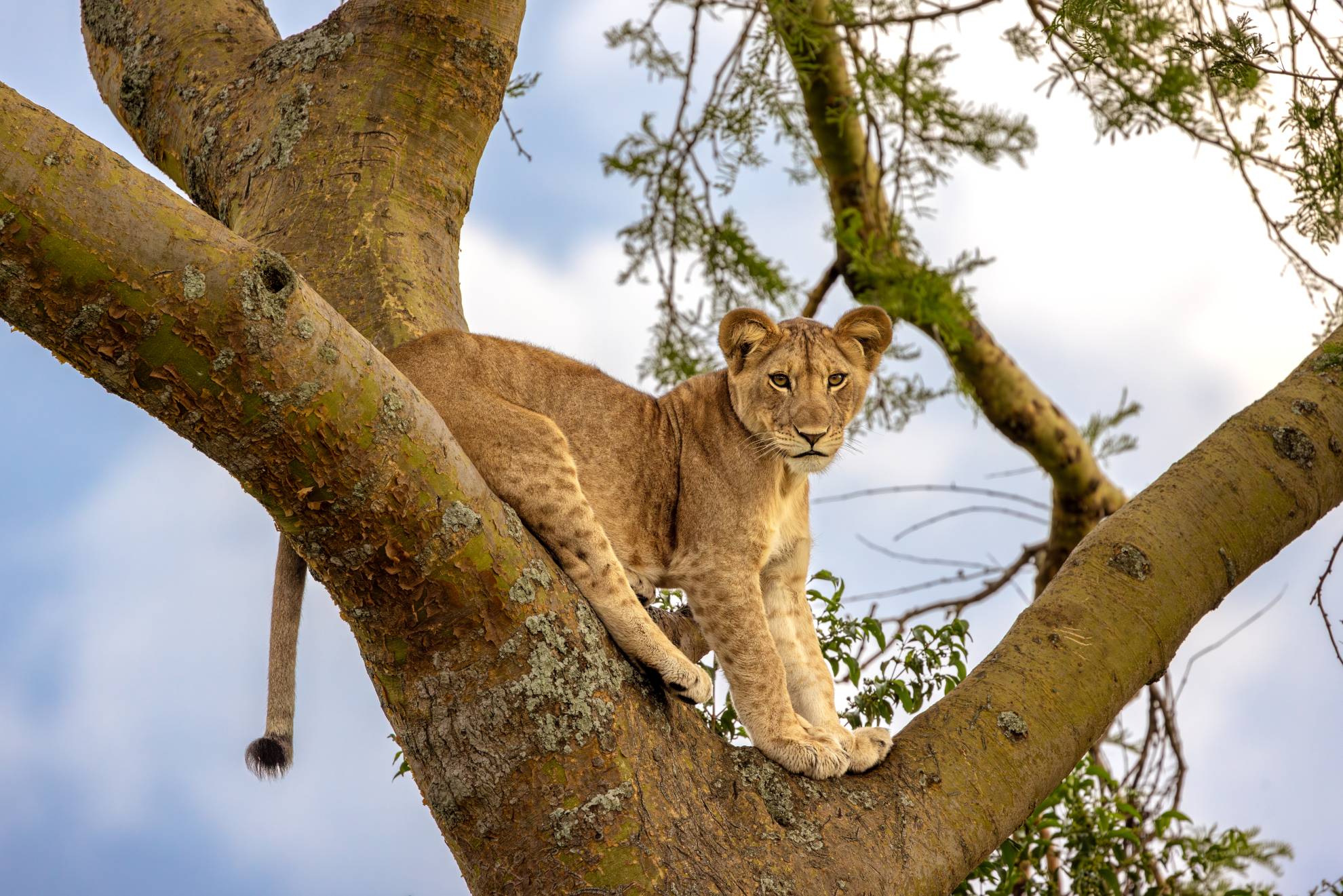 Löwe sitzt auf einem Baum im Queen Elizabeth Nationalpark